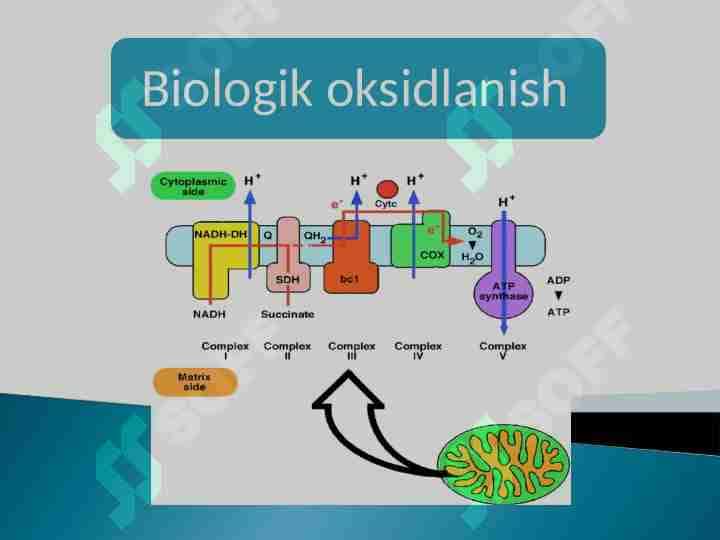 Biologik oksidlanish