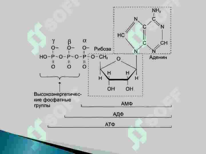 Biologik oksidlanish 6