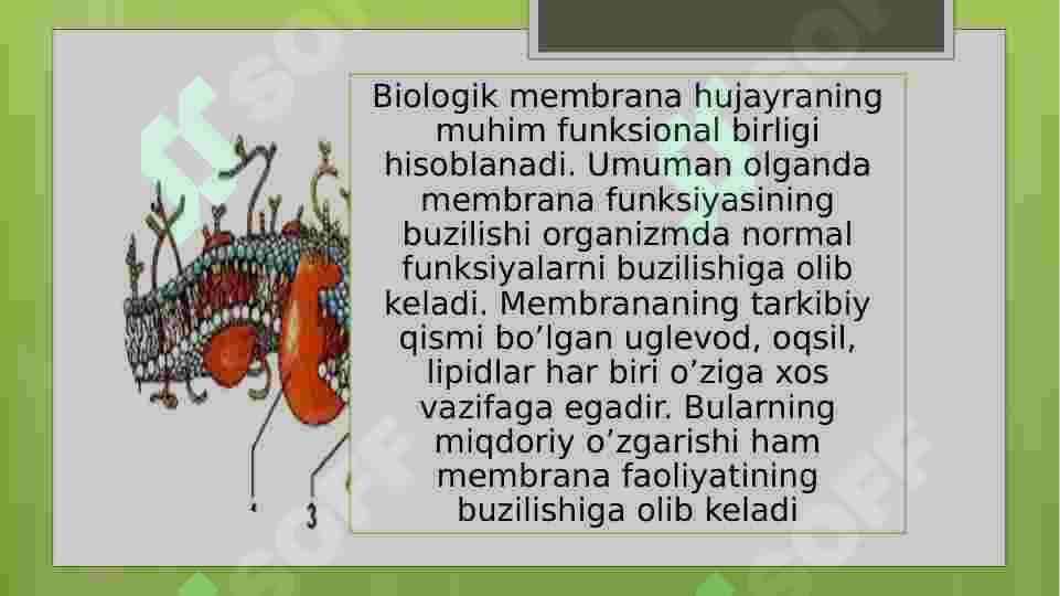 Biologik membranalarning tuzilishi va funksiyalari 4