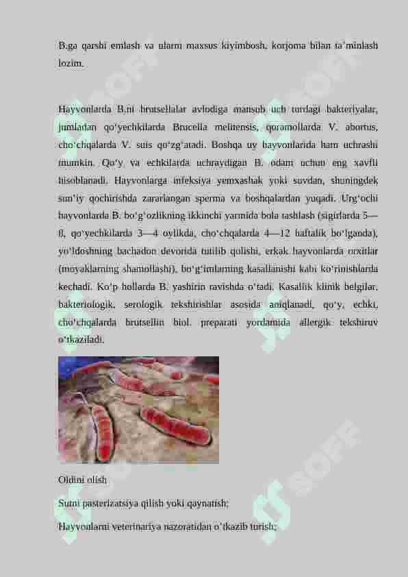 Brutsellyoz Kasalligi 3