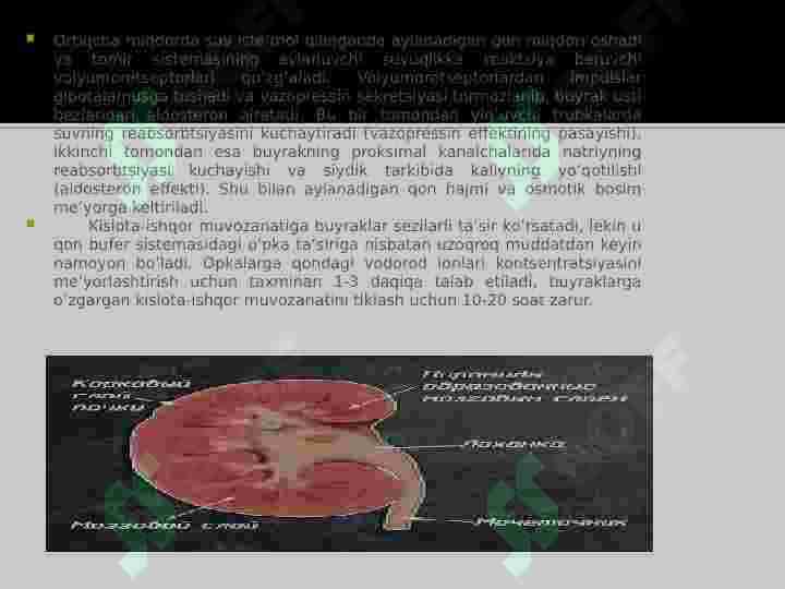 Buyrak biokimyosi 5