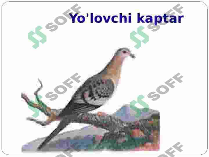 Ekologiya. Ekalogik ta’lim muammolari. 6