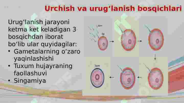 Urugʻlanish 4