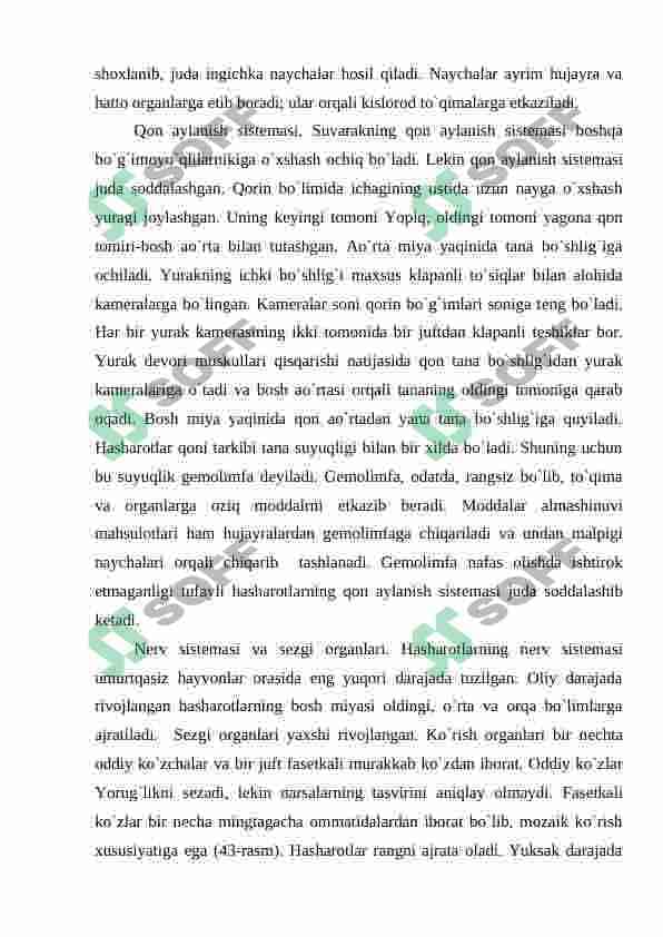 Hashorotlar 5