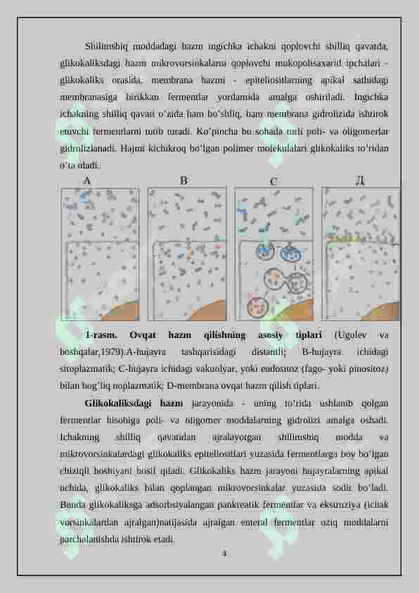 Hazm tizimi filogenezi va buzilishlari 4