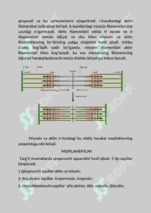 Miozin oqsili. Miozin oqsili turlari 4