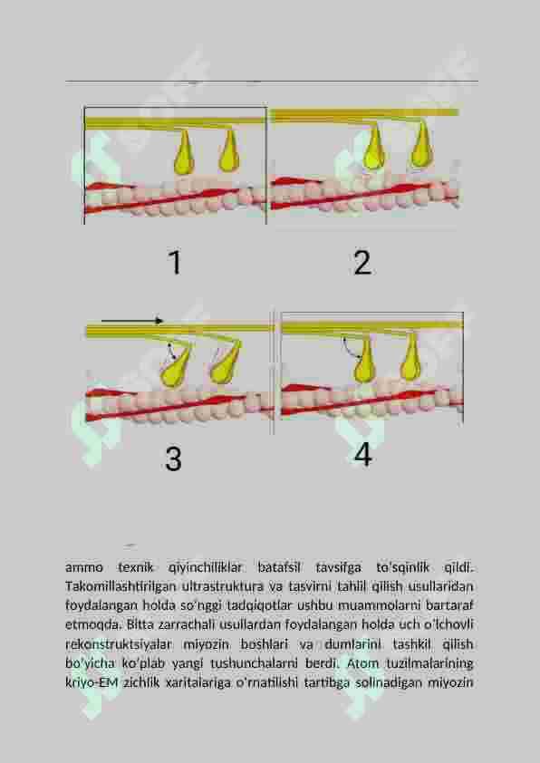 Miozin oqsili. Miozin oqsili turlari 8