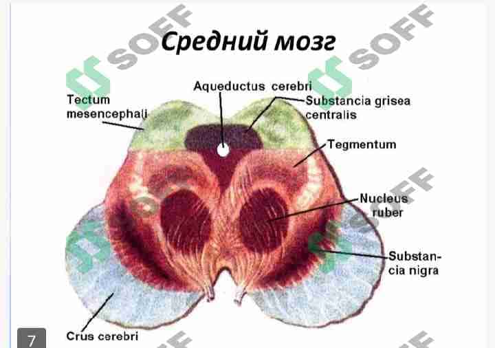 Bosh miya boʻlimlari tuzulishi 2