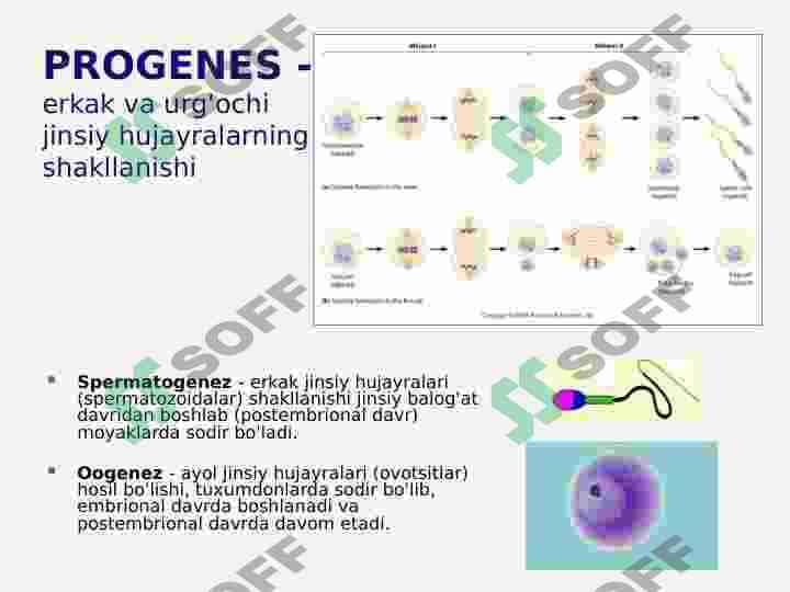 INSON EMBRIOLOGIYASI 3