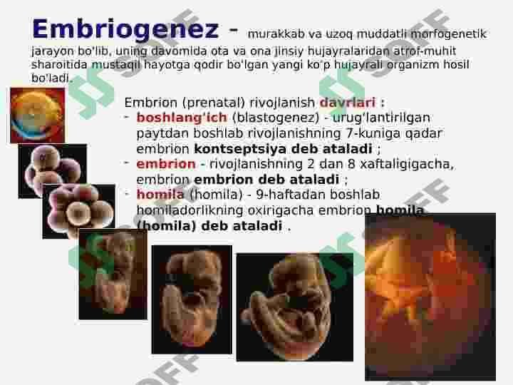 INSON EMBRIOLOGIYASI 4