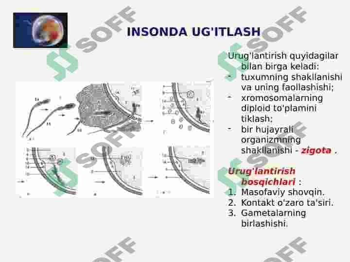 INSON EMBRIOLOGIYASI 6