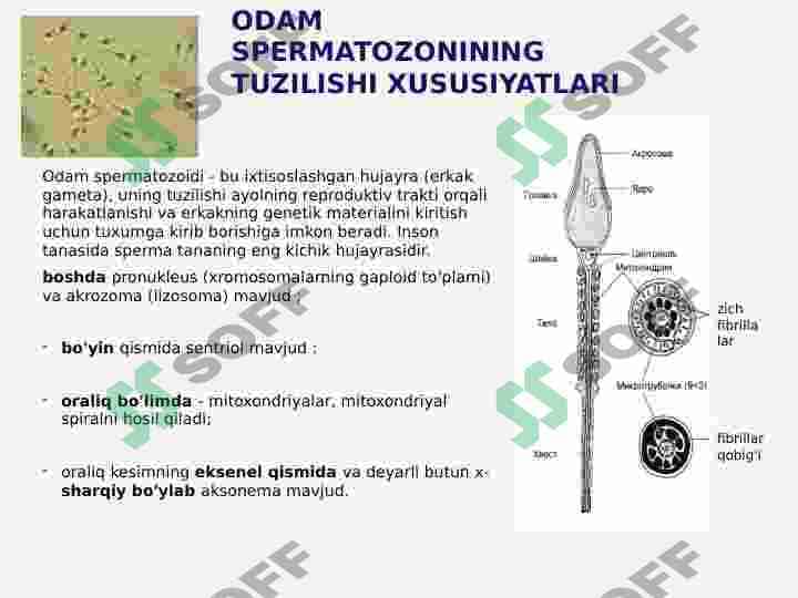 INSON EMBRIOLOGIYASI 7