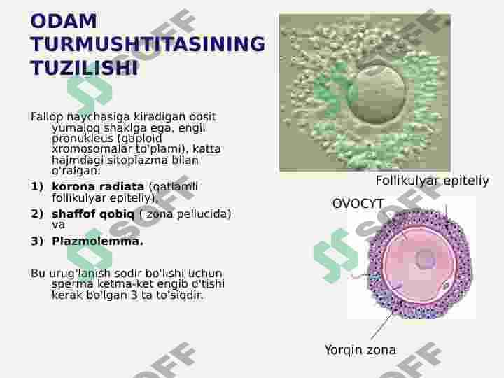 INSON EMBRIOLOGIYASI 8