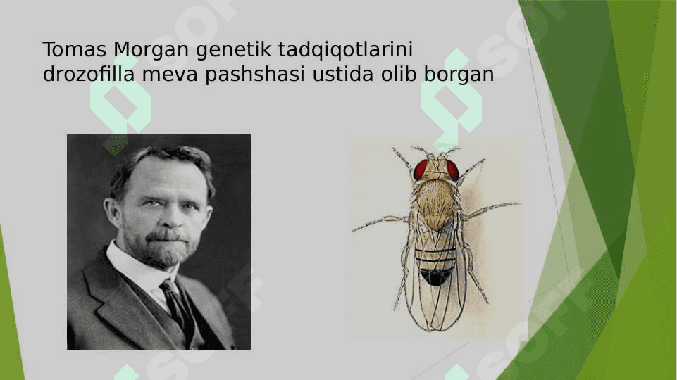 Jins Genetikasi 6