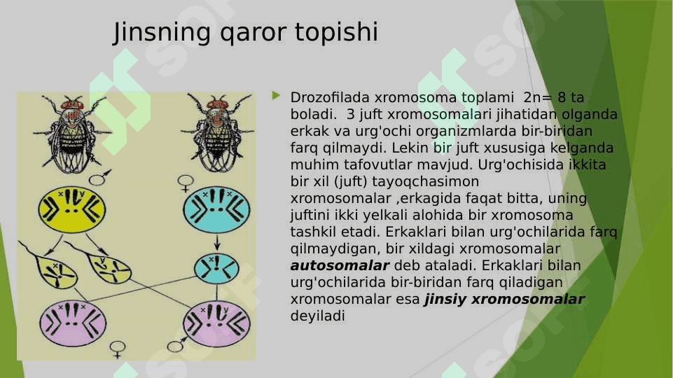 Jins Genetikasi 8
