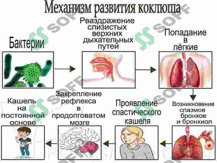 Ko'k yo'tal 8