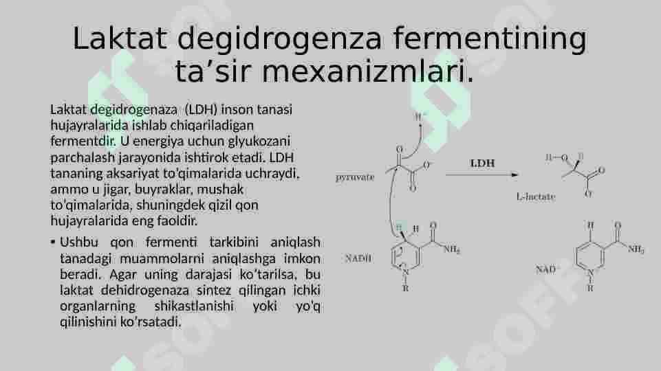 Fermentlar. Laktatdigedrogenaza 5