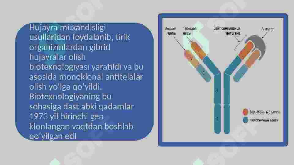 Monoklonal  antitelalar olish 2