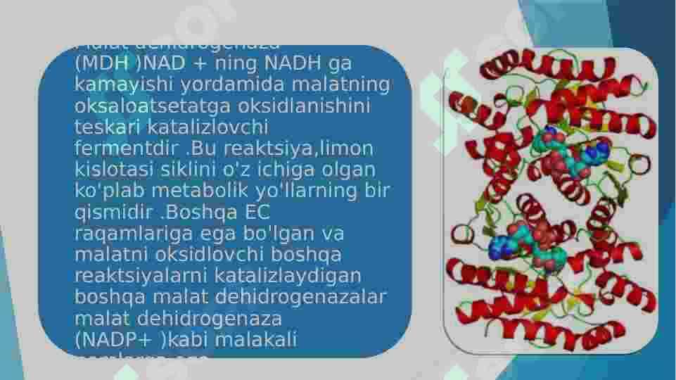 Malatdigidraginaza fermenti haqida 3