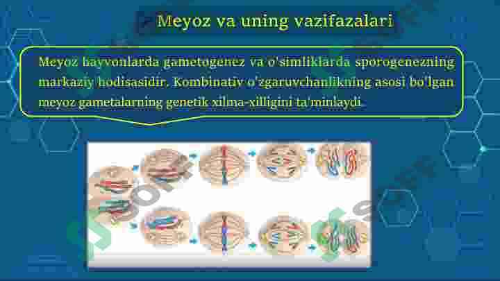 Meyozning biologik ahamiyati 3