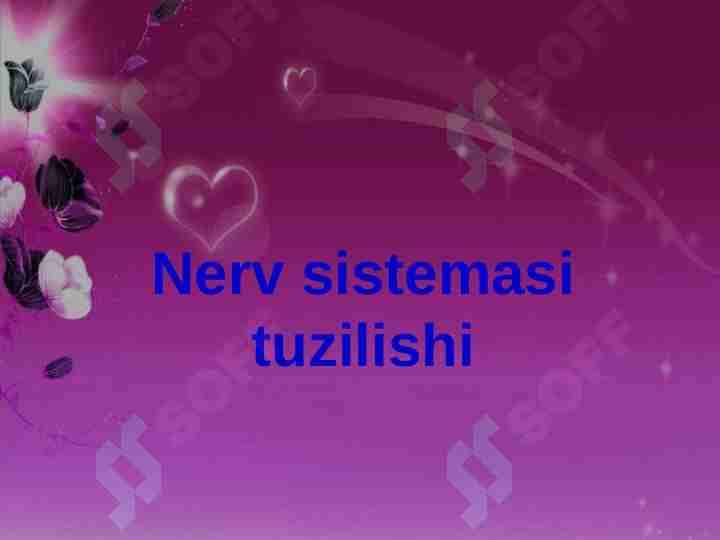 NERV SISTEMASI