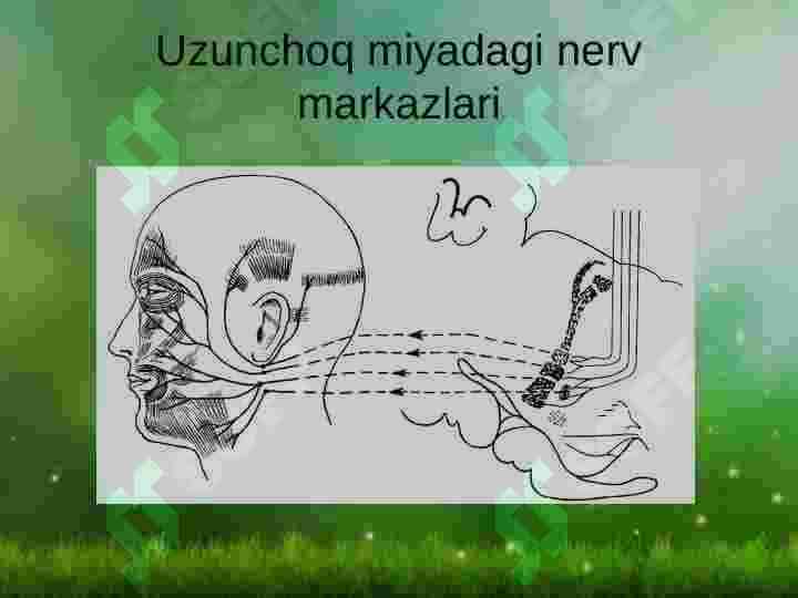 NERV SISTEMASI 4