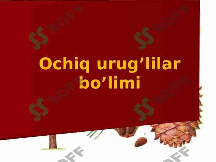 Ochiq urug’lilar bo’limi