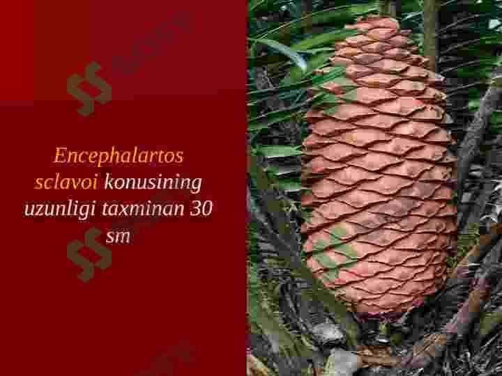 Ochiq urug’lilar bo’limi 5
