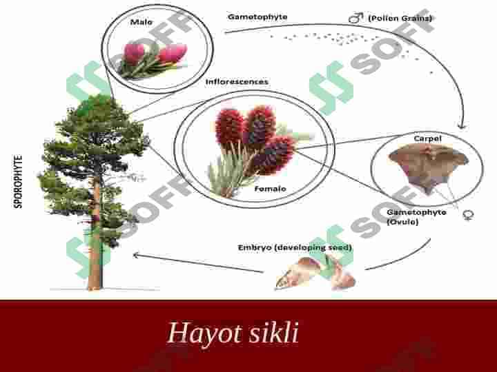 Ochiq urug’lilar bo’limi 7
