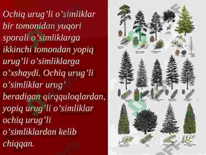 Ochiq urug’lilar bo’limi 8