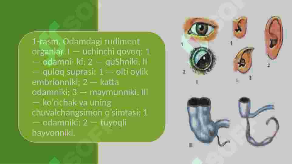 HOZIRGI QIYOFADAGI ODAMLARNING PAYO BO’LISHI 3
