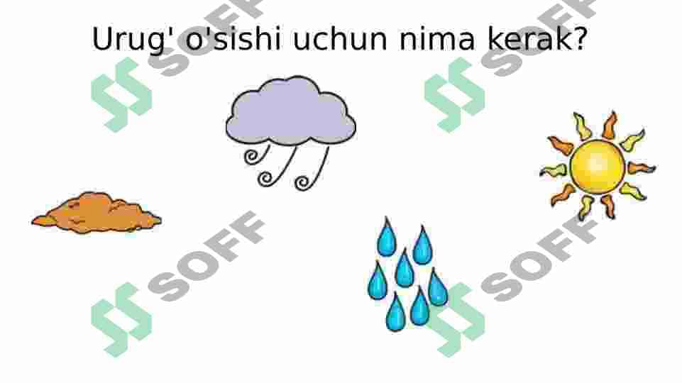 O'simliklarning o'sishi bosqichi 2
