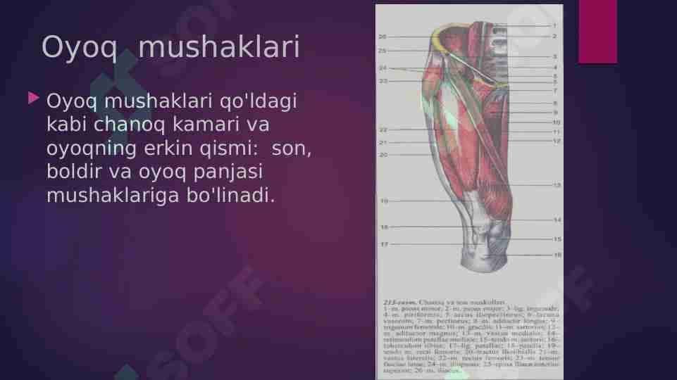 Oyoq mushaklari