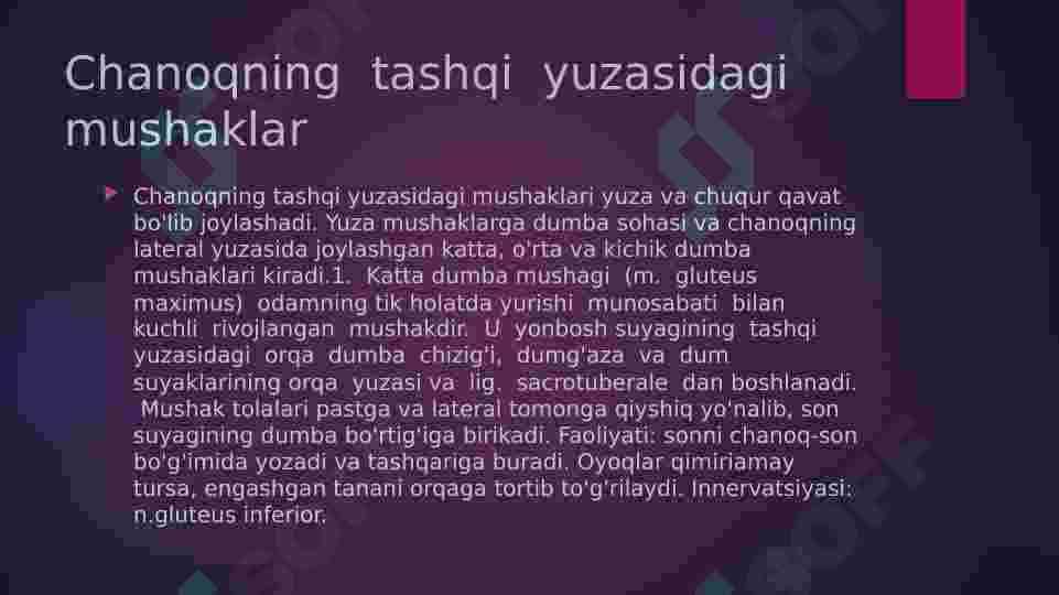 Oyoq  mushaklari 7