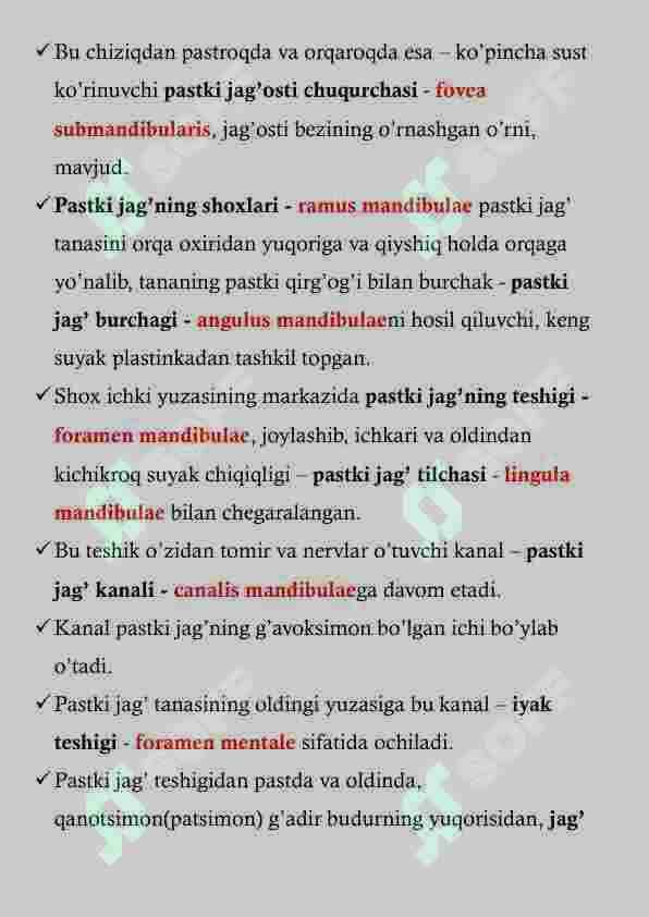 PASTKI JAG' ANATOMIYASI 4