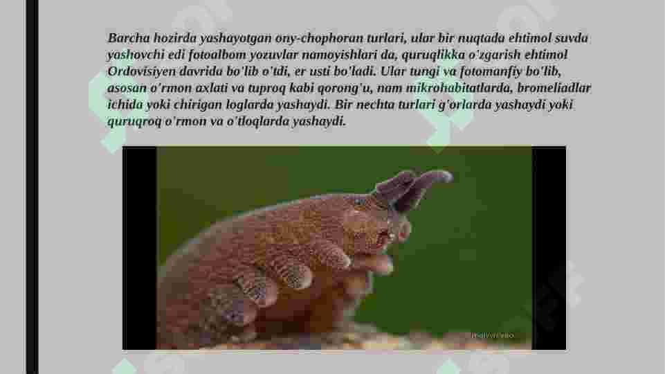 Onychophora va Tardigrada tiplari 5
