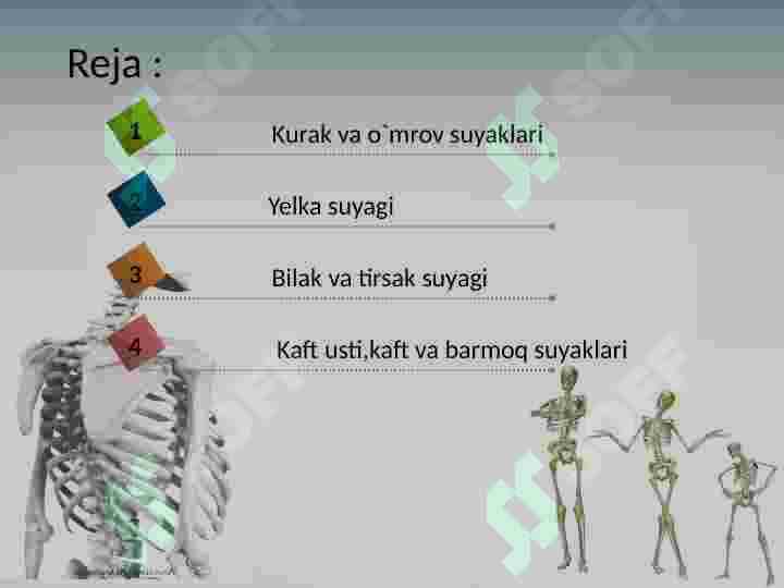 Qo'l suyaklari 2