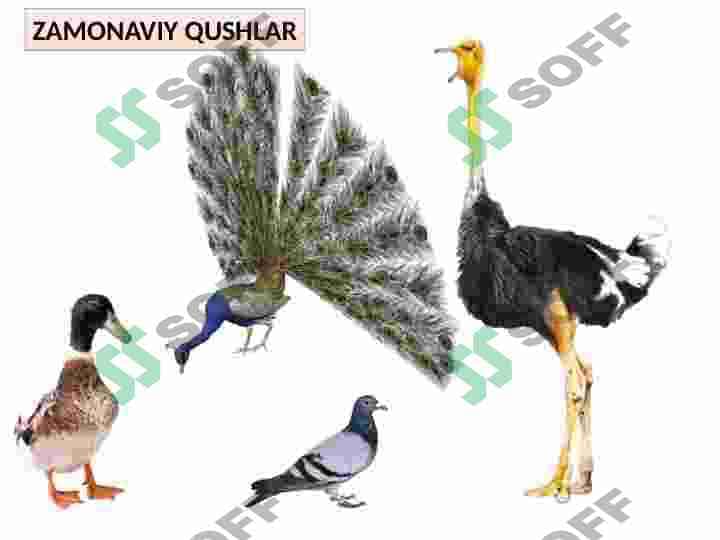 Qushlar sinfi 7