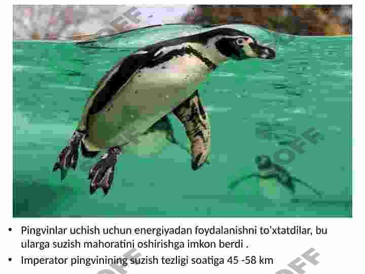 Qushlar sinfi 8