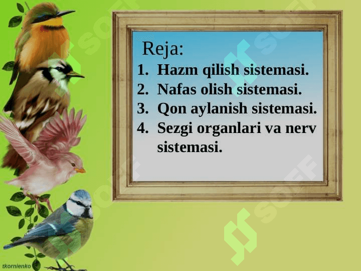 Qushlarning ichki tuzilishi va  sezgi organlari 6