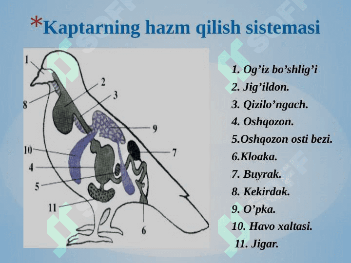 Qushlarning ichki tuzilishi va  sezgi organlari 8