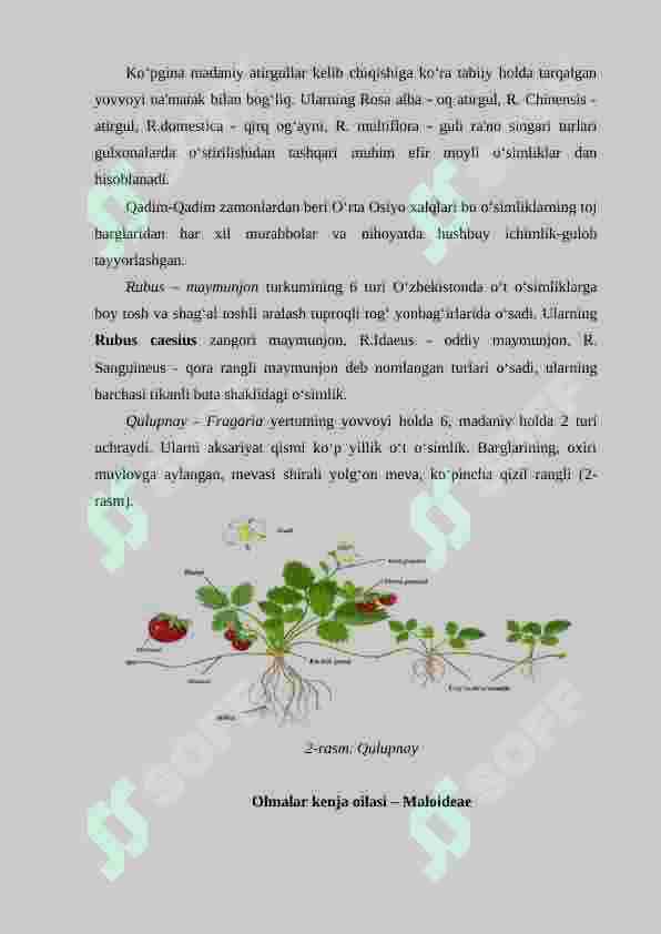 Ra'noguldoshlar oilasi 6