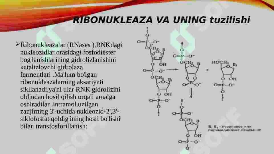 ribonukleaza va Dezeksiribonukleaza fermenti va uning funksiyasi 2