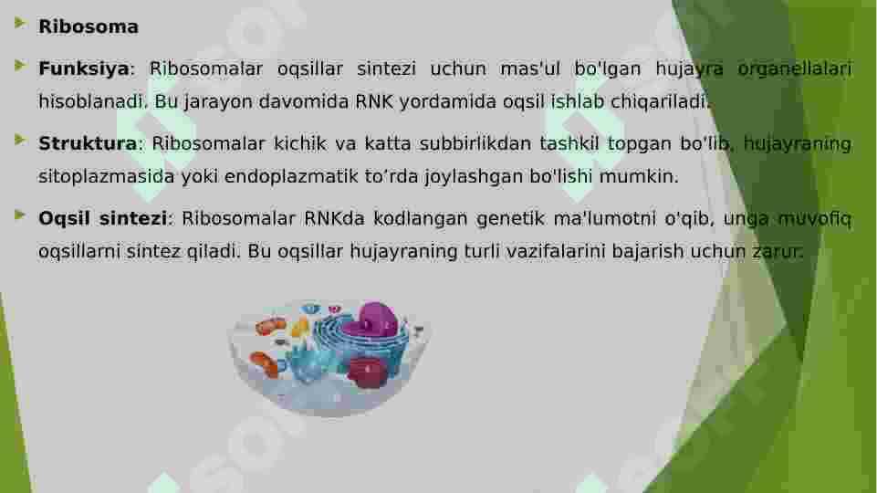 Ribosoma va yadro. 4