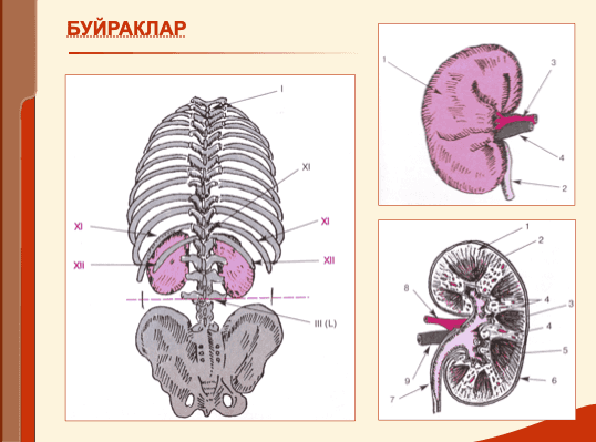 Буйрак касаллиги билан оғриган беморларни текшириш ppt 2