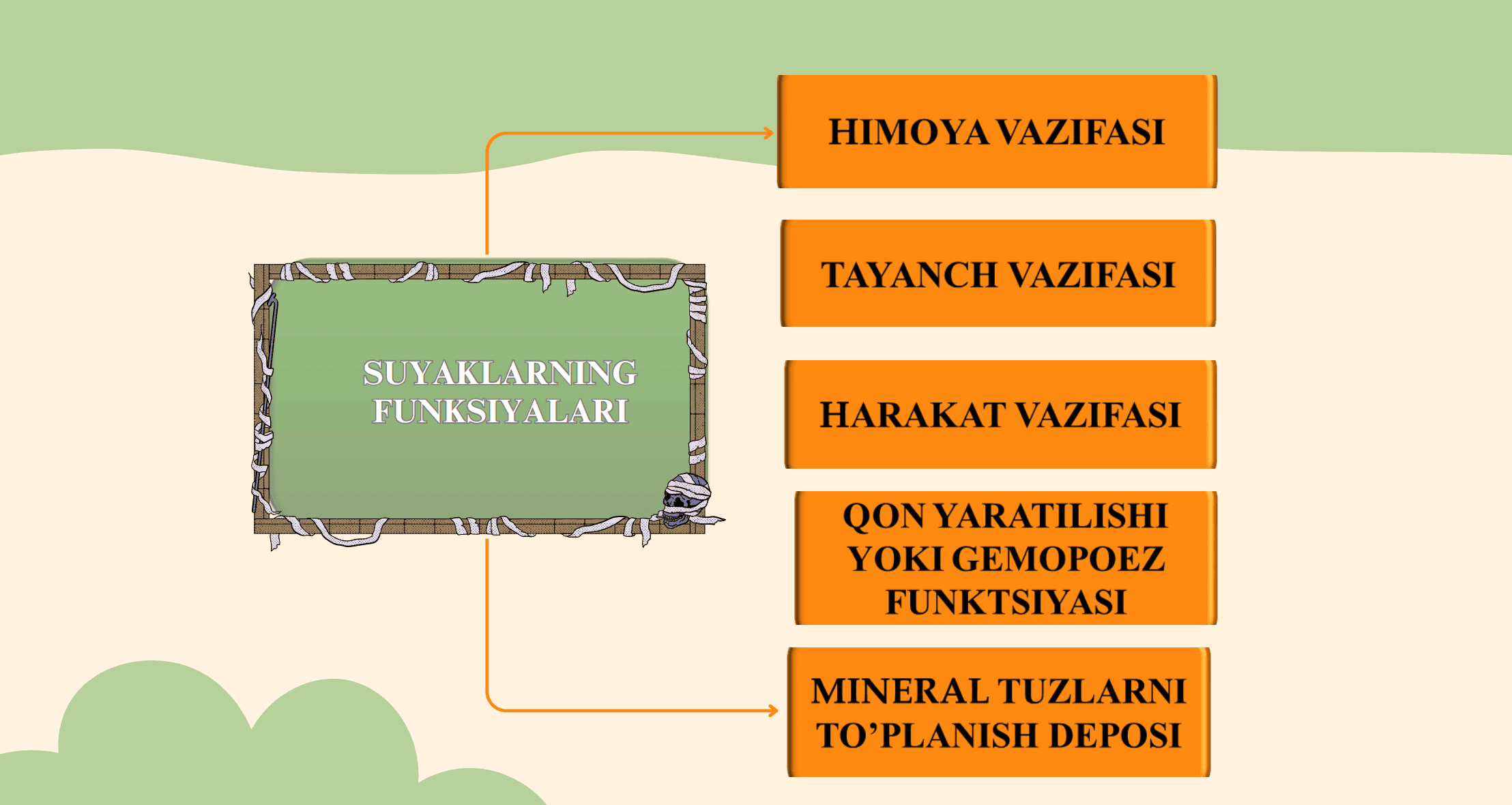 Suyaklar va ularning tuzilishi 3