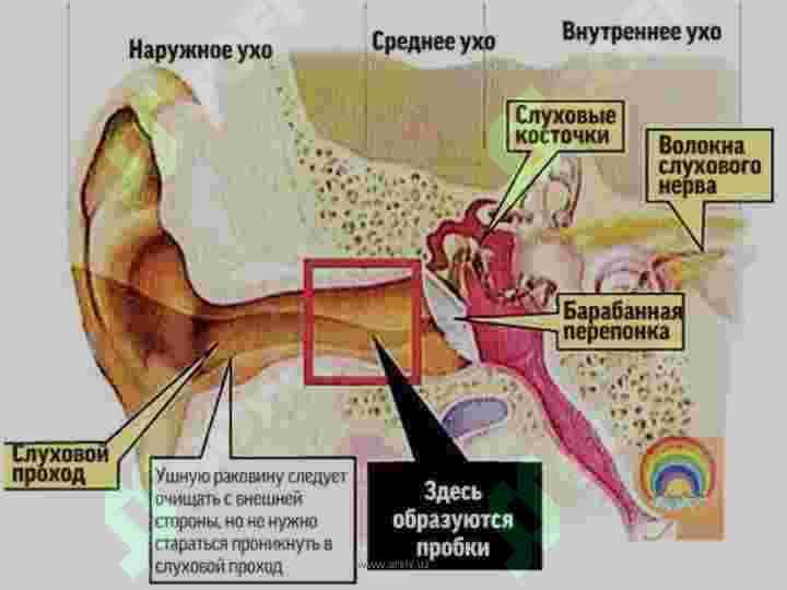SEZGI ORGANLARI 6