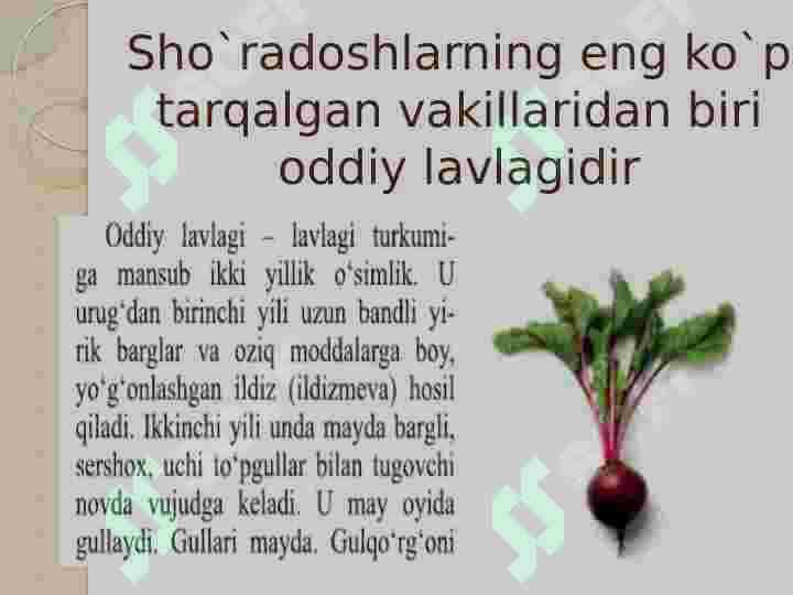 Sho'radoshlar oilasi vakillarining cho'l mintaqasi oʻsimliklari 3