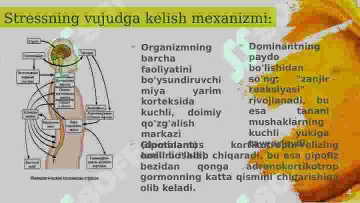 Stress. Psixologik stress 4