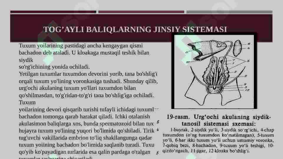 Tog’ayli baliqlarning individual rivojlanish xususiyatlari 4